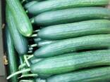 Огурцы - fotosurat 1