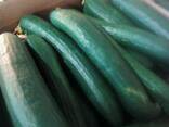 Огурцы - fotosurat 3