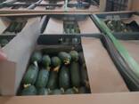 Огурцы Берн - fotosurat 1
