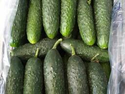 Огурцы из Узбекистана
