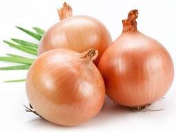 Onion / лук / fresh onion