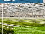 OSC Royal Greenhouses - Строительство Европейских теплиц - фото 1