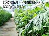 OSC Royal Greenhouses - Строительство Европейских теплиц - фото 2