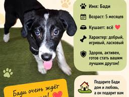 Отдам собаку