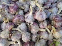 Овощи, Чеснок