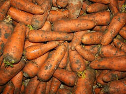 Овощи, Морковь