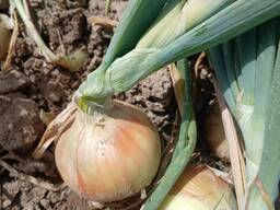 Piyoz, nav Tenesa, Sibir.