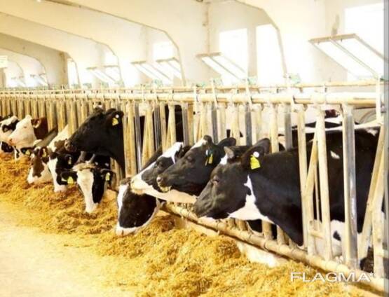 Племенные нетели