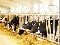 Племенные нетели