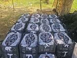 Plums - fotosurat 1