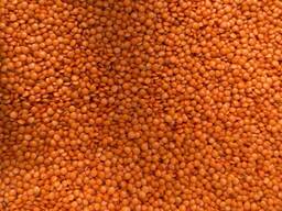 Покупаем чечевицу с поставкой в ЕС и Турцию