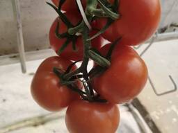 Помидор сорт Ронвайн