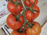 Помидор сорт Ронвайн - fotosurat 1