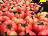 Помидоры на экспорт из Ташкента сорт Pink Sky F1 - fotosurat 2
