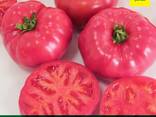 Помидоры на экспорт из Ташкента сорт Pink Sky F1 - fotosurat 3