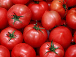 Помидоры Оптом