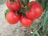 Помидоры сорта Аламия - fotosurat 1
