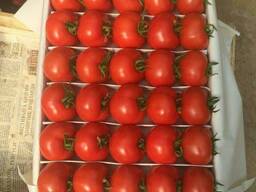 Помидоры сорта Аламия