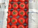 Помидоры тепличные из Узбекистана - fotosurat 2