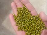 Поставка, экспорт бобовых культур из Узбекистана Зелёный маш - fotosurat 3