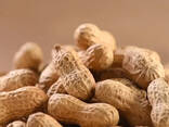 Поставка, экспорт орехов из Узбекистана (Арахис нечищеный \ в скорлупе) - фото 1