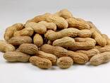 Поставка, экспорт орехов из Узбекистана (Арахис нечищеный \ в скорлупе) - фото 2