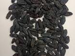 Поставка, экспорт сухофруктов из Узбекистана (Изюм черный гибрид) - fotosurat 2