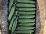 Предлагаем вам свежие огурцы сортов Гладкий и Орзу из солнечного Узбекистана - fotosurat 3