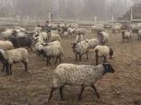 Продаем овец с Украины - фото 3