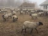 Продаем овец с Украины - фото 4
