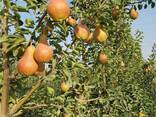 Продается саженцы, яблоко, груши Узбекистан - фото 1