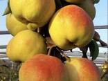 Продается саженцы, яблоко, груши Узбекистан - фото 3