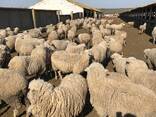 Продаем овец с Украины - фото 1