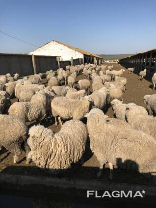 Продаем овец с Украины