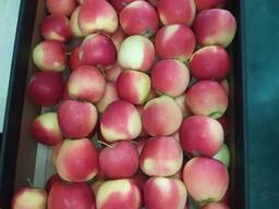 Polsha olma sotiladi