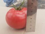 Продам помидоры Пинк парадайз - fotosurat 3