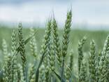 Продам пшеницу 3, 4 и 5 класса - фото 1