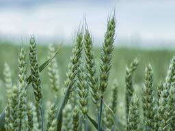 Продам пшеницу 3, 4 и 5 класса