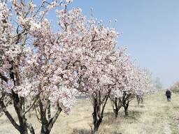 Продаётся право долгосрочной аренды земли 31.8 Га Фергана. Аукцион от 50000$