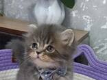 Продаются шикарные шотландские котята скоттиш-страйт - fotosurat 1