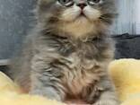 Продаются шикарные шотландские котята скоттиш-страйт - fotosurat 3