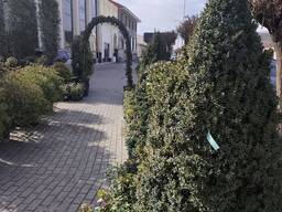 Продажа Декоративных Деревьев