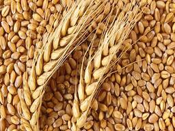 Прямая поставка зерновых и масленичных культур на экспорт