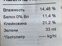 Пшеница из  на DAP Сарыагаш