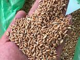 ПШЕНИЦА. ЛЁН. САФЛОР. ЯЧМЕНЬ. ИТД - фото 2