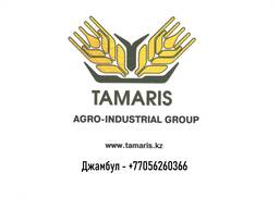 Пшеница. ячмень, горох, чечевица. лен