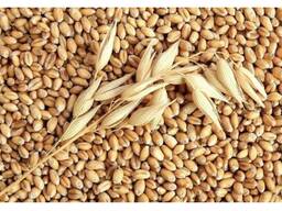 Пшеница, ячмень, лён, соя, подсолнечник