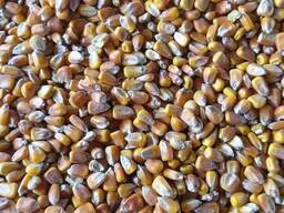 ПШЕНИЦА. ЯЧМЕНЬ. САФЛОР.