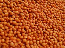 Qizil yasmiq Qobiqli namlik 14% gacha Soflik 99% Qadoqlash 25 kg sumkalar