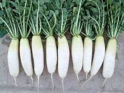 Редька Дайкон свежая урожай 2026г